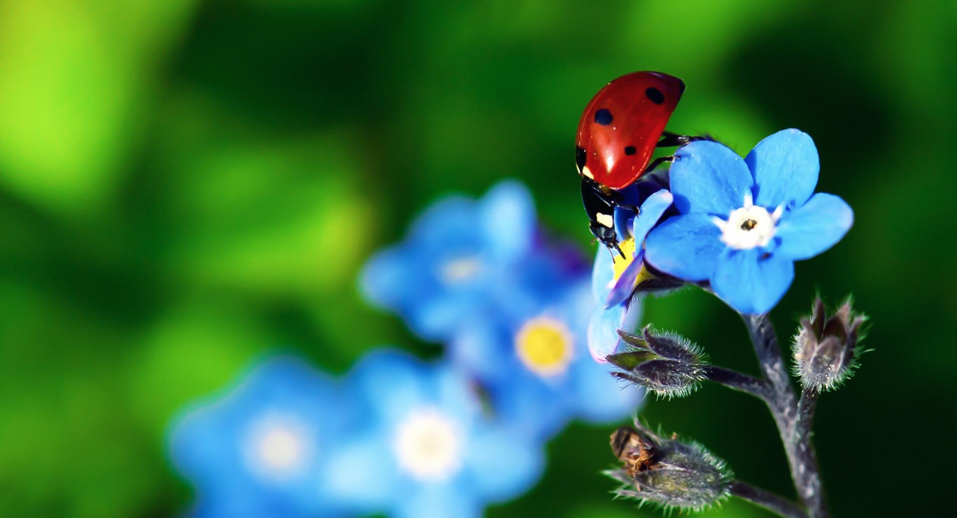 Ladybird Beetle at 320 x 480 iPhone size wallpapers HD quality