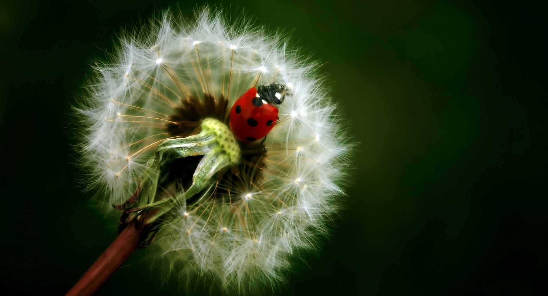 Ladybird On A Dandelion at 2048 x 2048 iPad size wallpapers HD quality