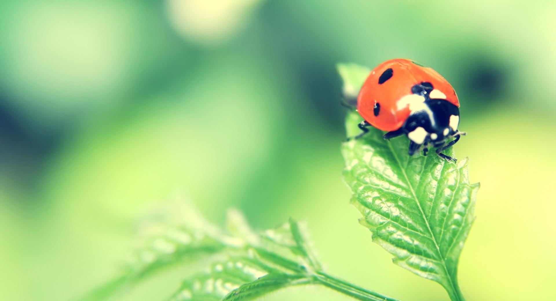 Ladybird On A Leaf at 1152 x 864 size wallpapers HD quality