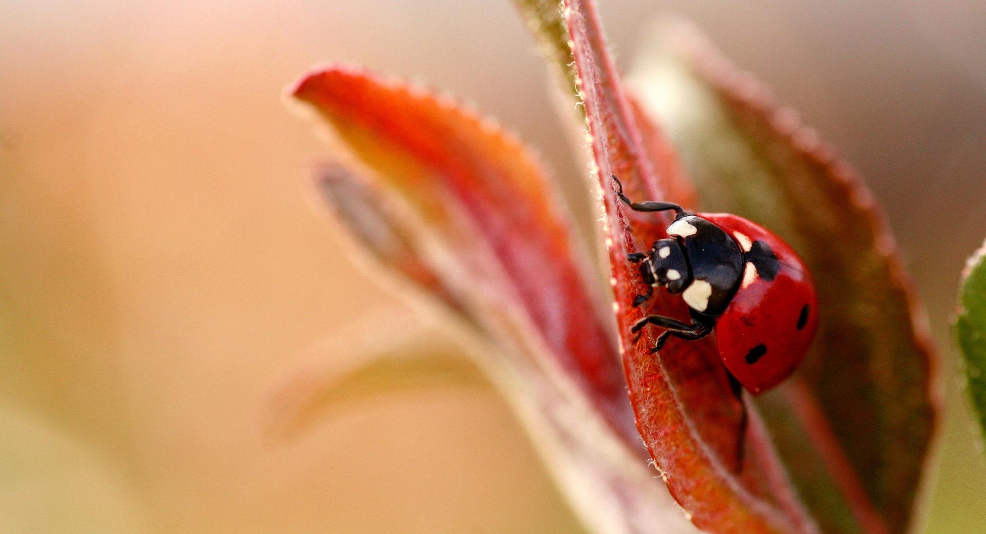 Ladybug Macro at 640 x 960 iPhone 4 size wallpapers HD quality