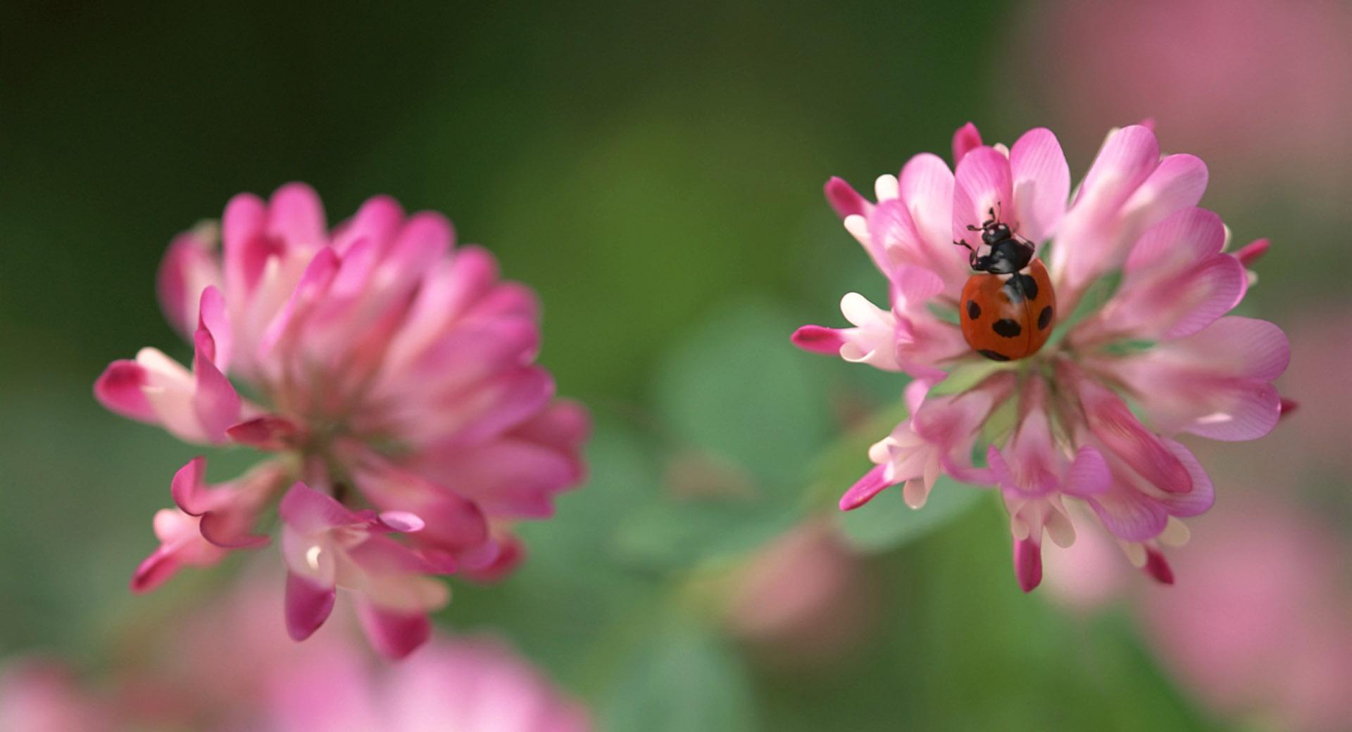 Ladybug On A Pink Clover Flower at 1024 x 1024 iPad size wallpapers HD quality