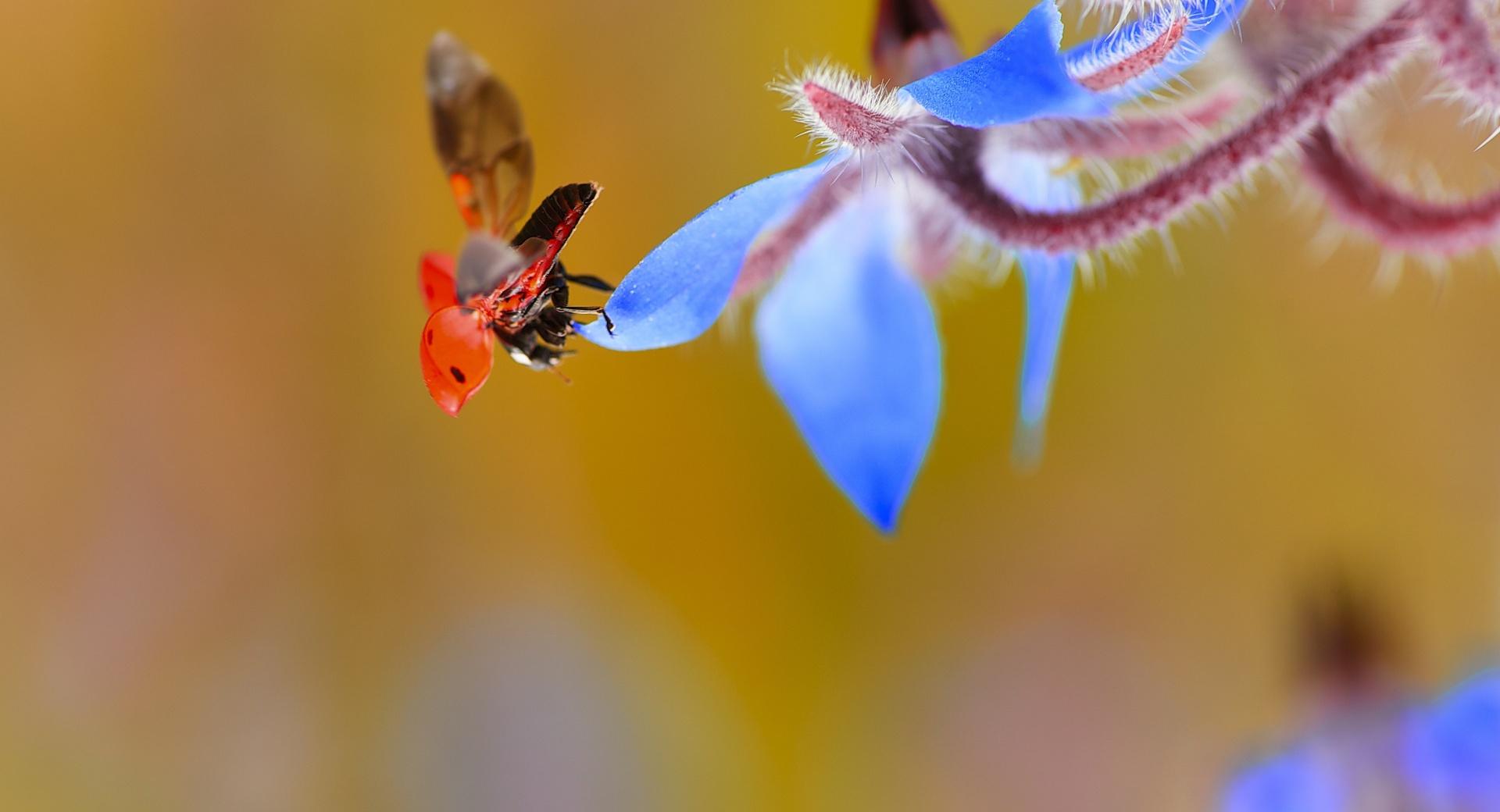 Ladybug Taking Flight at 1024 x 1024 iPad size wallpapers HD quality