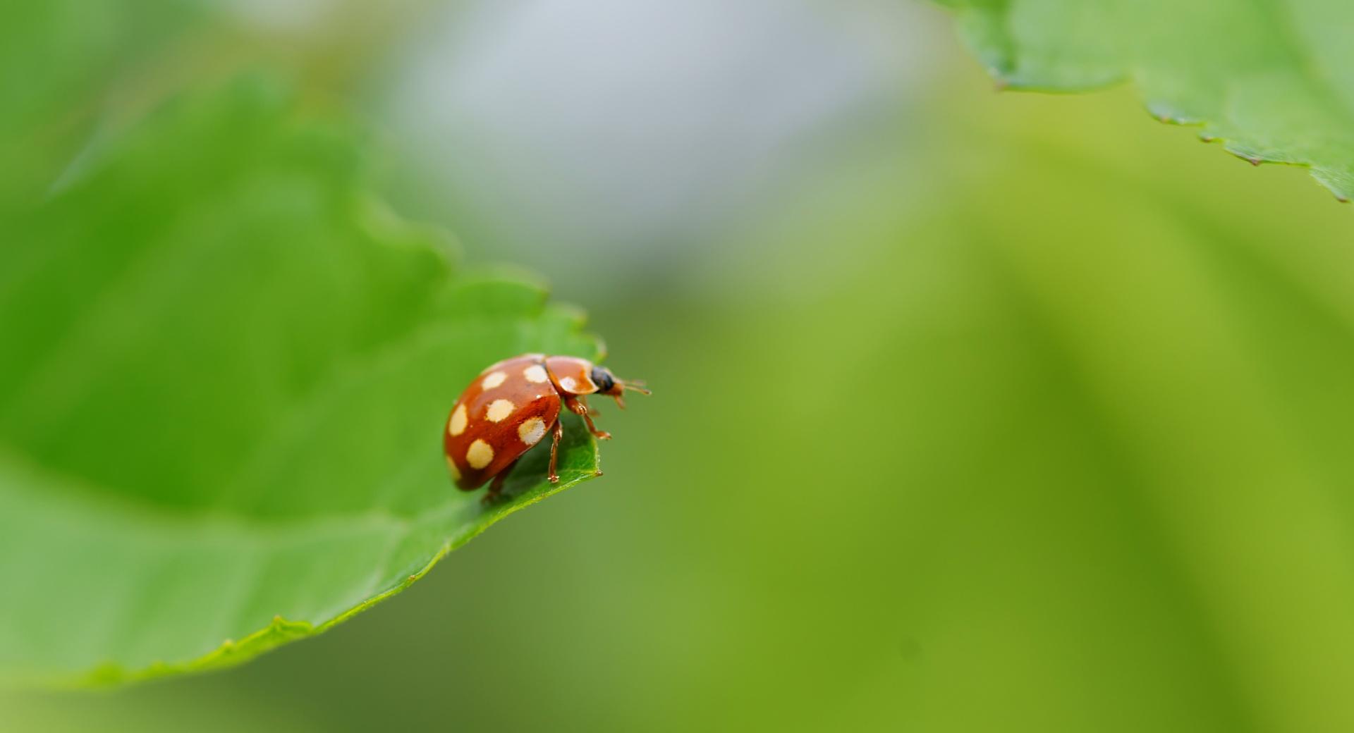 Ladybug With White Spots at 1280 x 960 size wallpapers HD quality