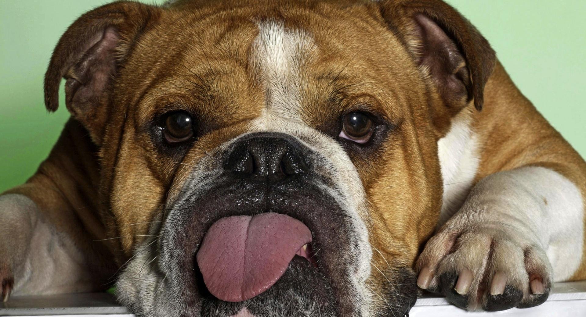 Lazy Bulldog at 1152 x 864 size wallpapers HD quality