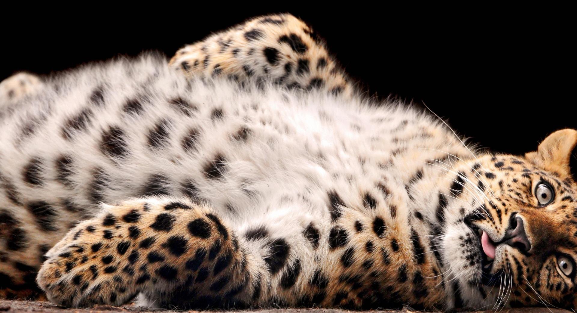 Leopard Cub at 1024 x 1024 iPad size wallpapers HD quality