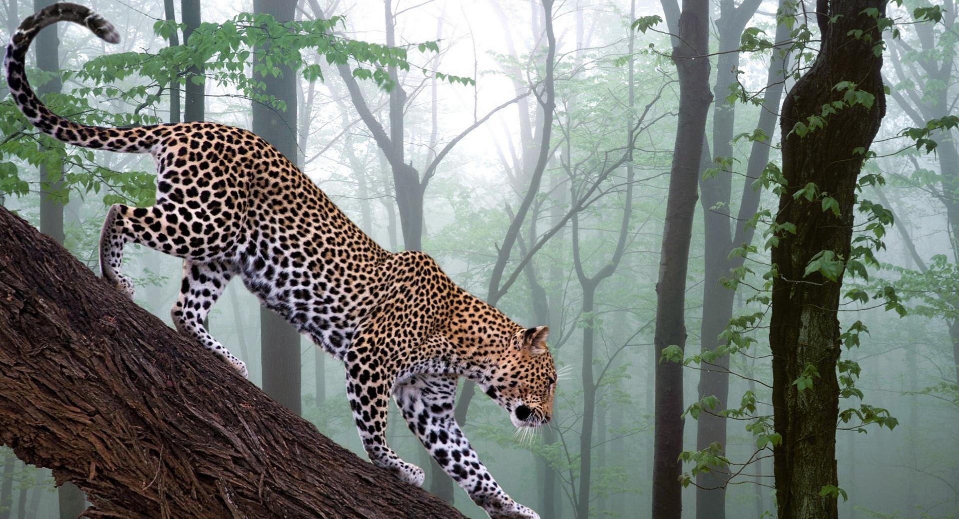 Leopard In Jungle at 1152 x 864 size wallpapers HD quality