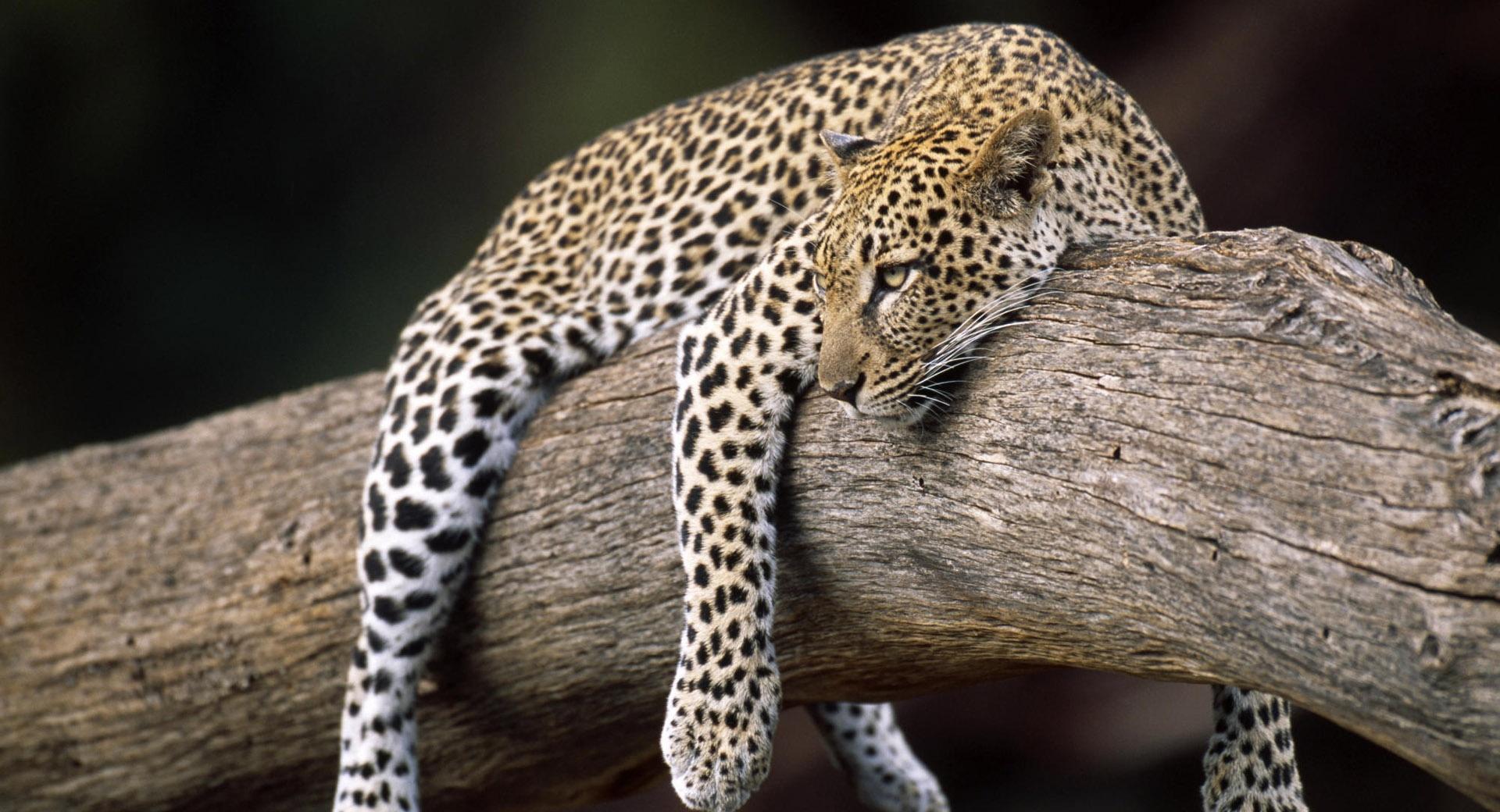 Leopard in Tree at 1152 x 864 size wallpapers HD quality
