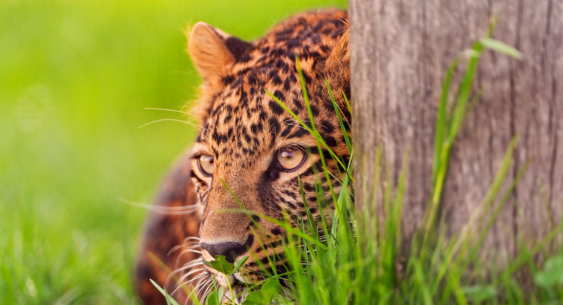 Leopard Looking at 2048 x 2048 iPad size wallpapers HD quality