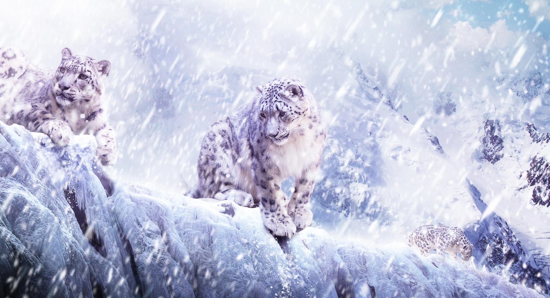 Leopards In The Snow at 640 x 1136 iPhone 5 size wallpapers HD quality