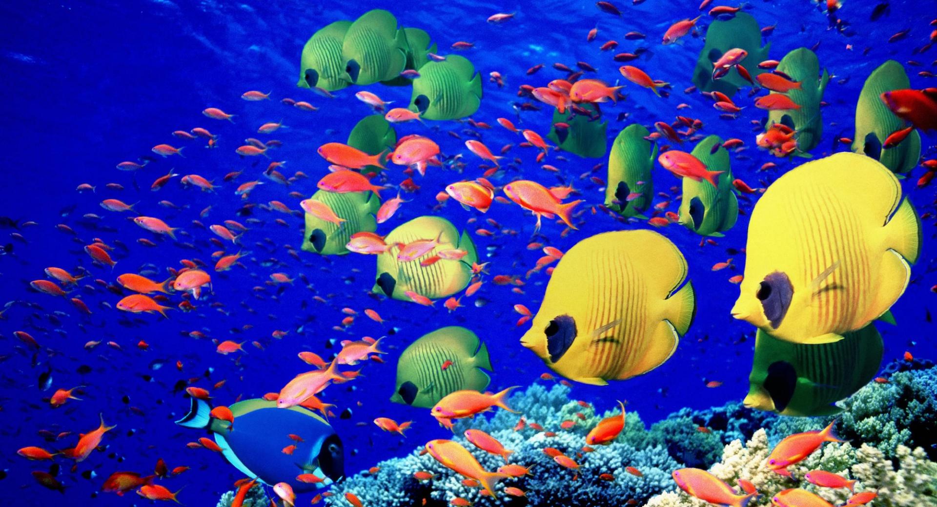 Life Below The Red Sea Egypt at 640 x 1136 iPhone 5 size wallpapers HD quality