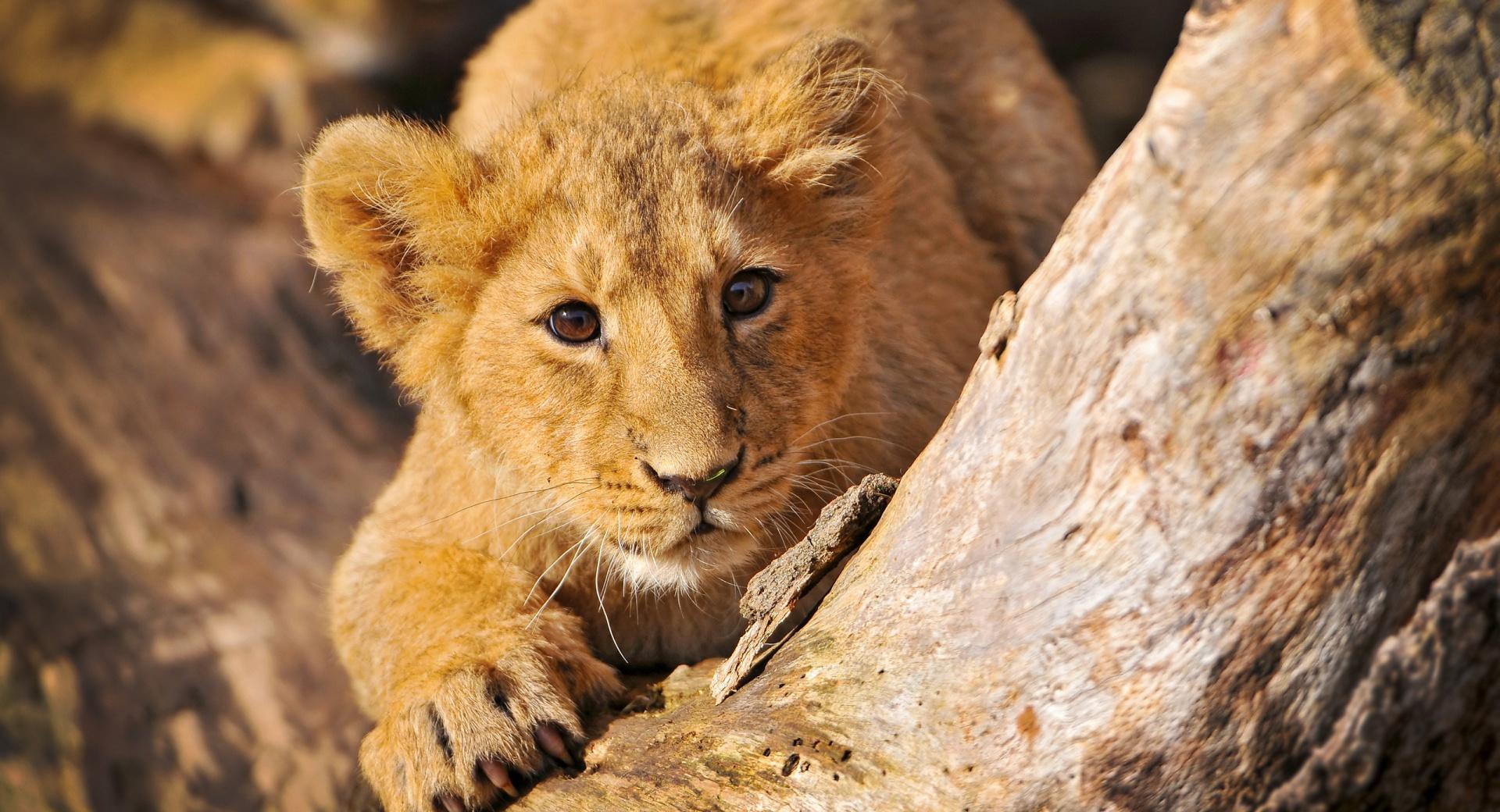 Lion Cub In Ambush wallpapers HD quality