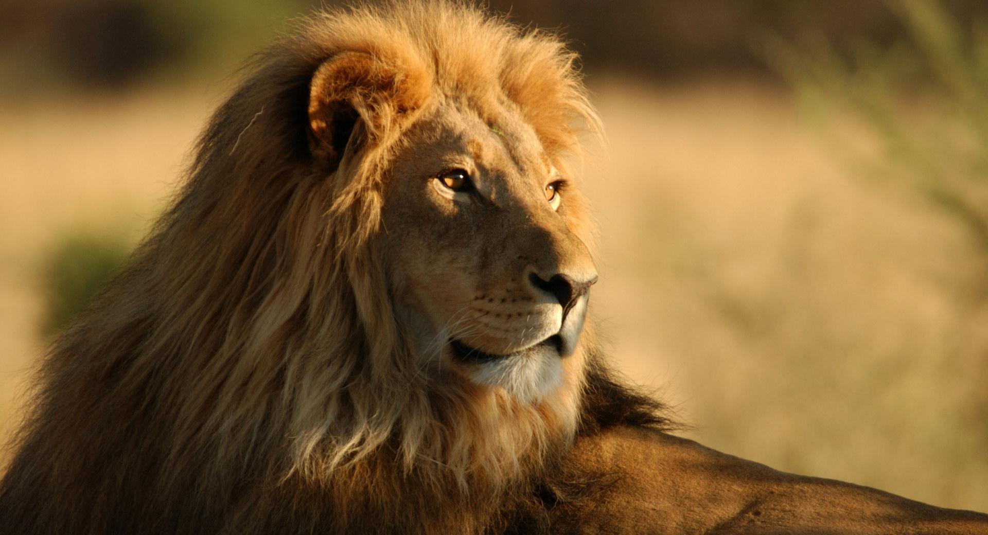 Lion In The Wild at 640 x 1136 iPhone 5 size wallpapers HD quality