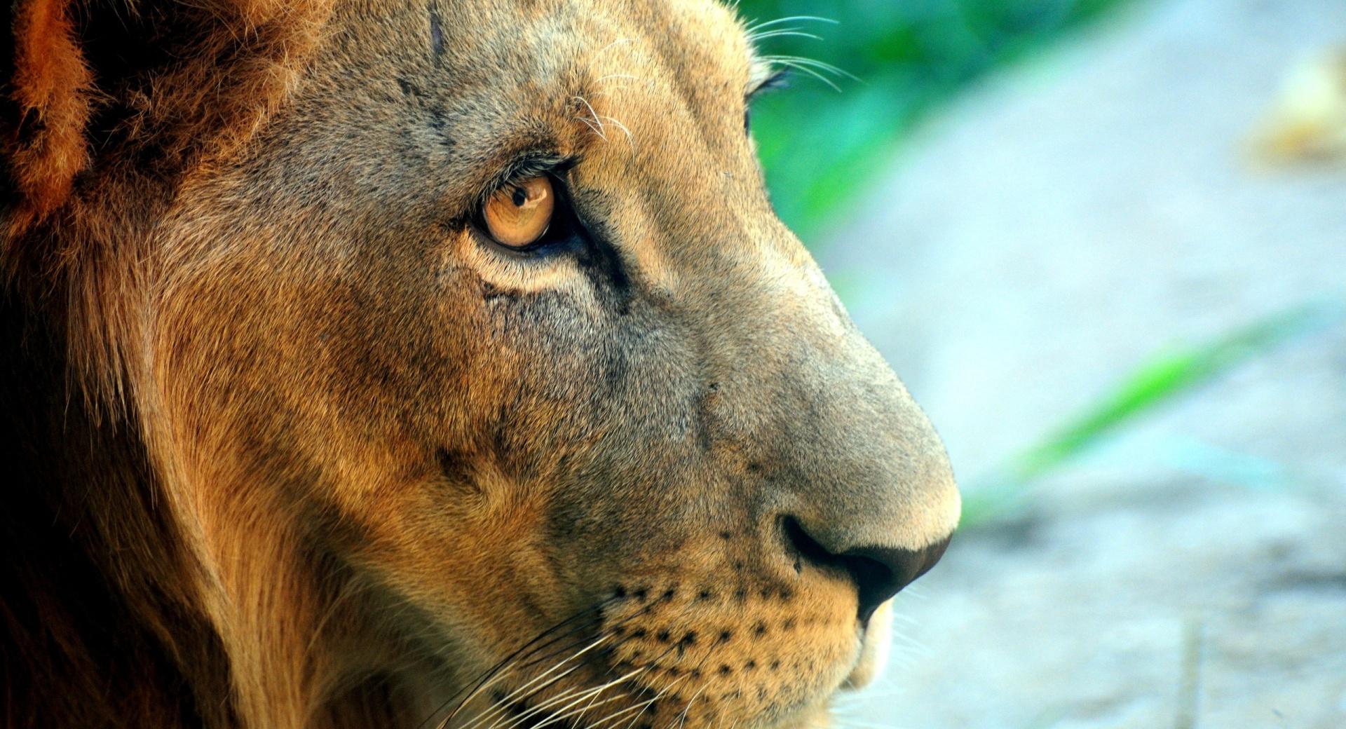 Lion Side Portrait at 320 x 480 iPhone size wallpapers HD quality