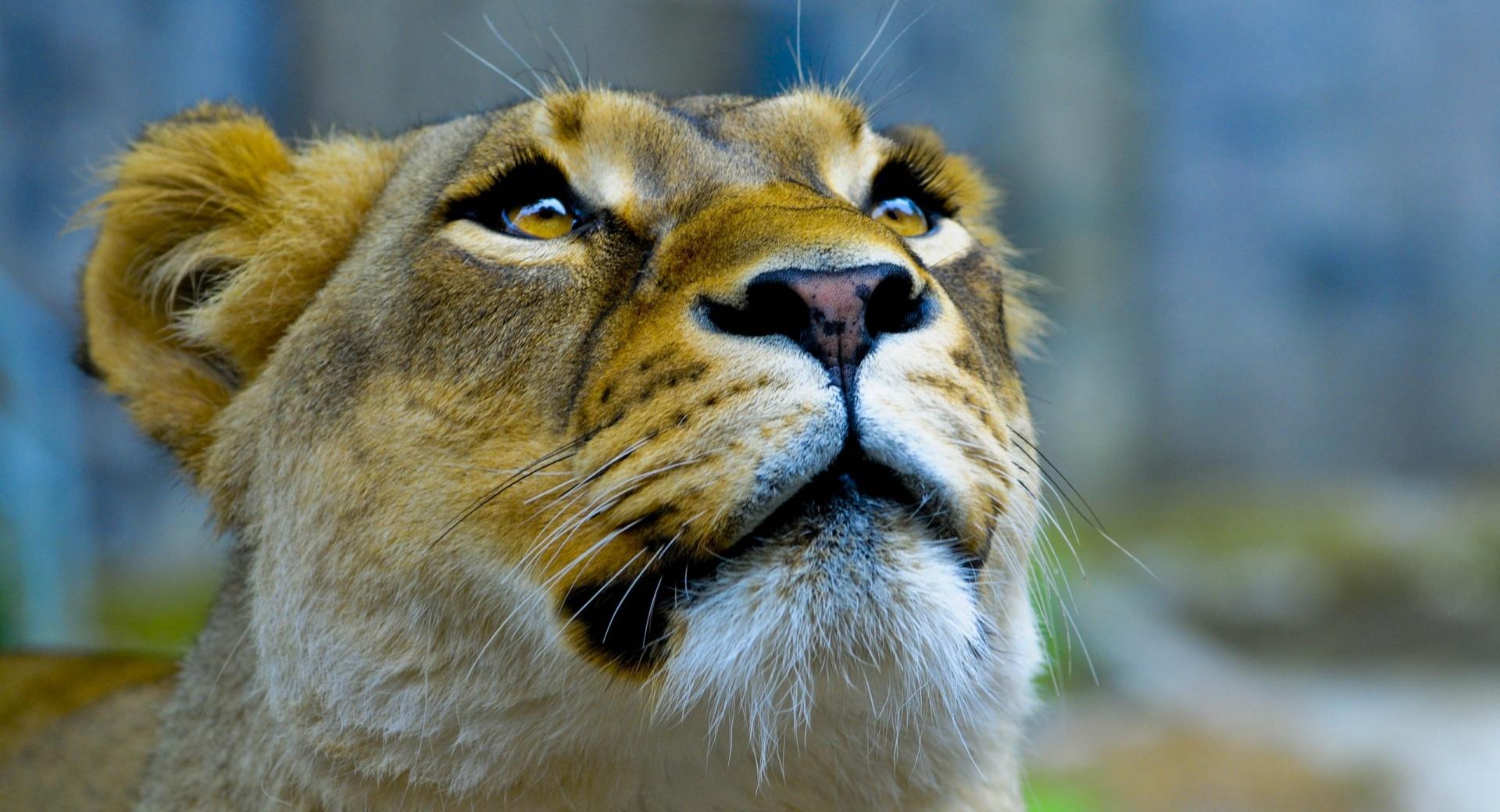 Lioness Face at 1600 x 1200 size wallpapers HD quality