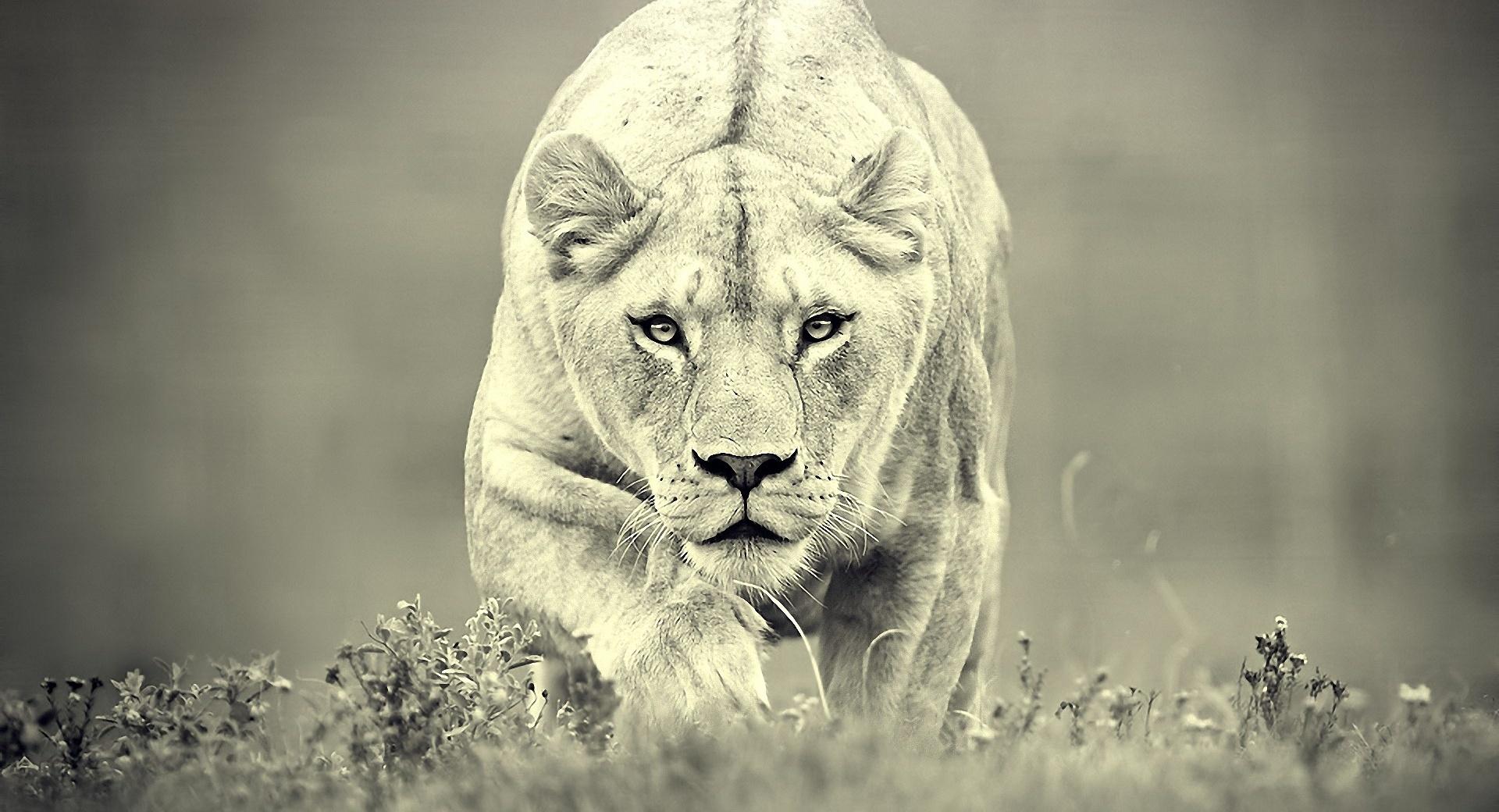 Lioness Hunting at 750 x 1334 iPhone 6 size wallpapers HD quality