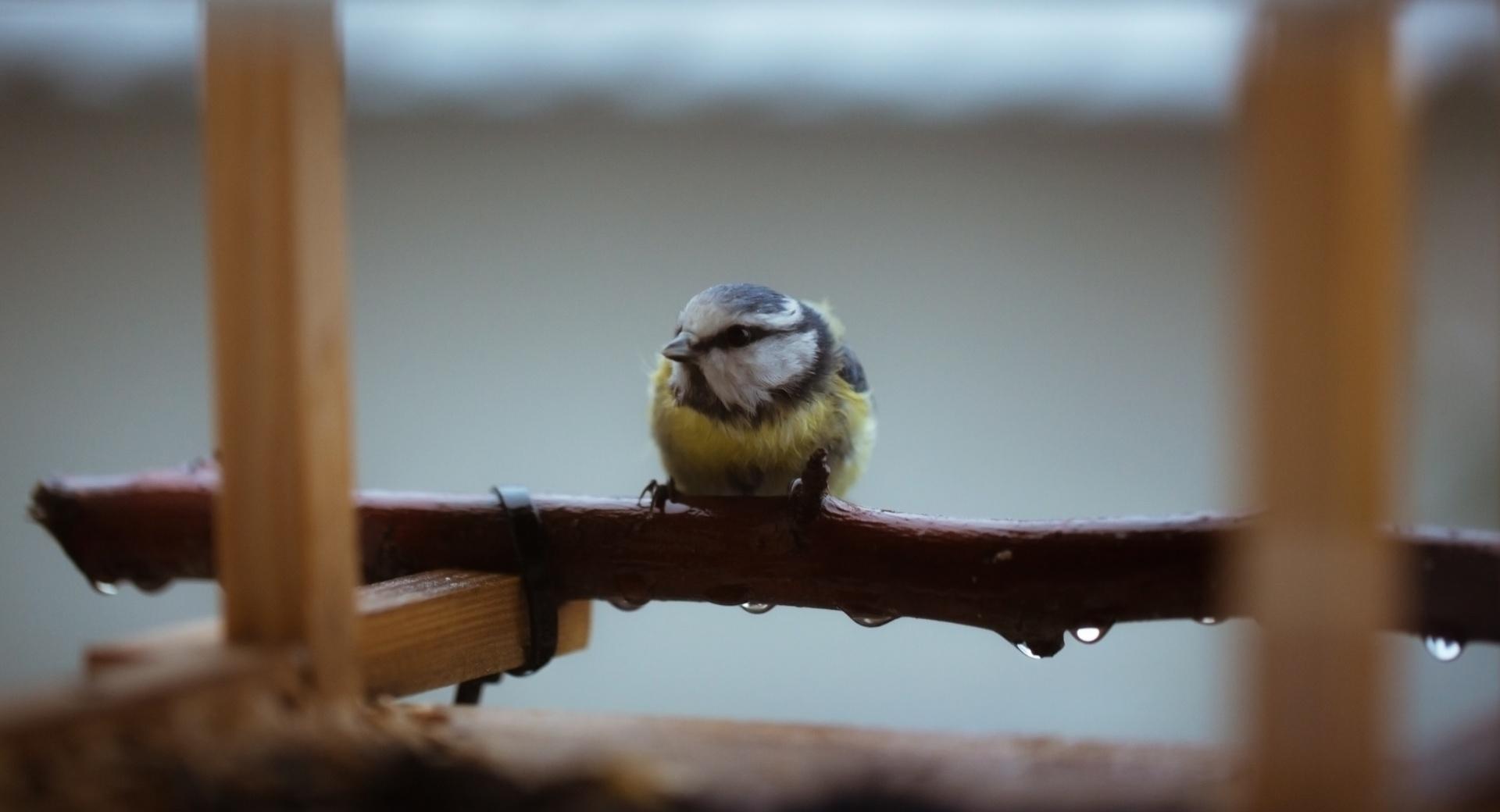 Little Bluetit at 640 x 1136 iPhone 5 size wallpapers HD quality