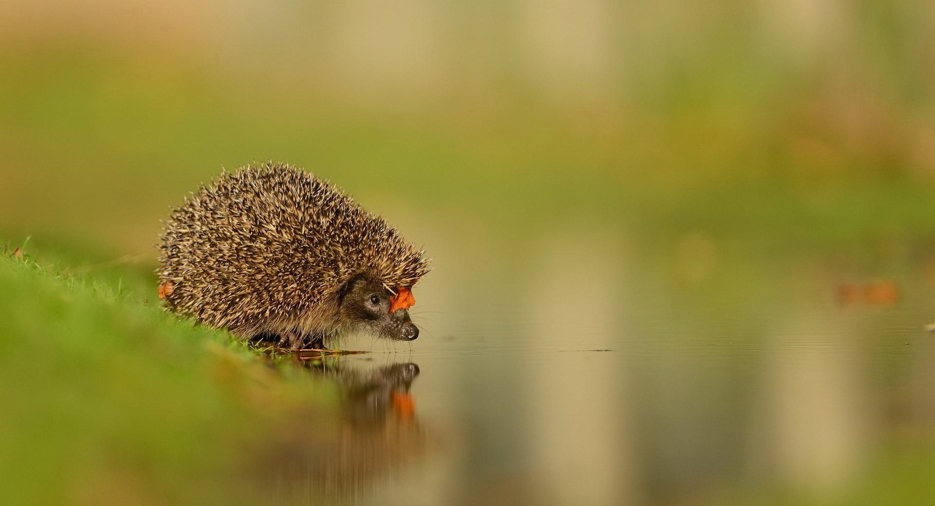 Little Hedgehog At The Water at 1024 x 768 size wallpapers HD quality