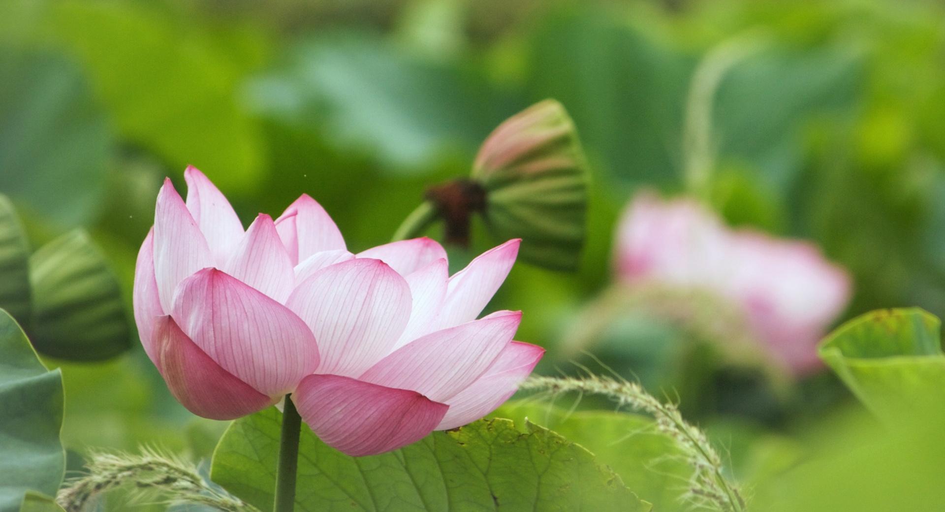 Lotus Flower Blooming at 2048 x 2048 iPad size wallpapers HD quality