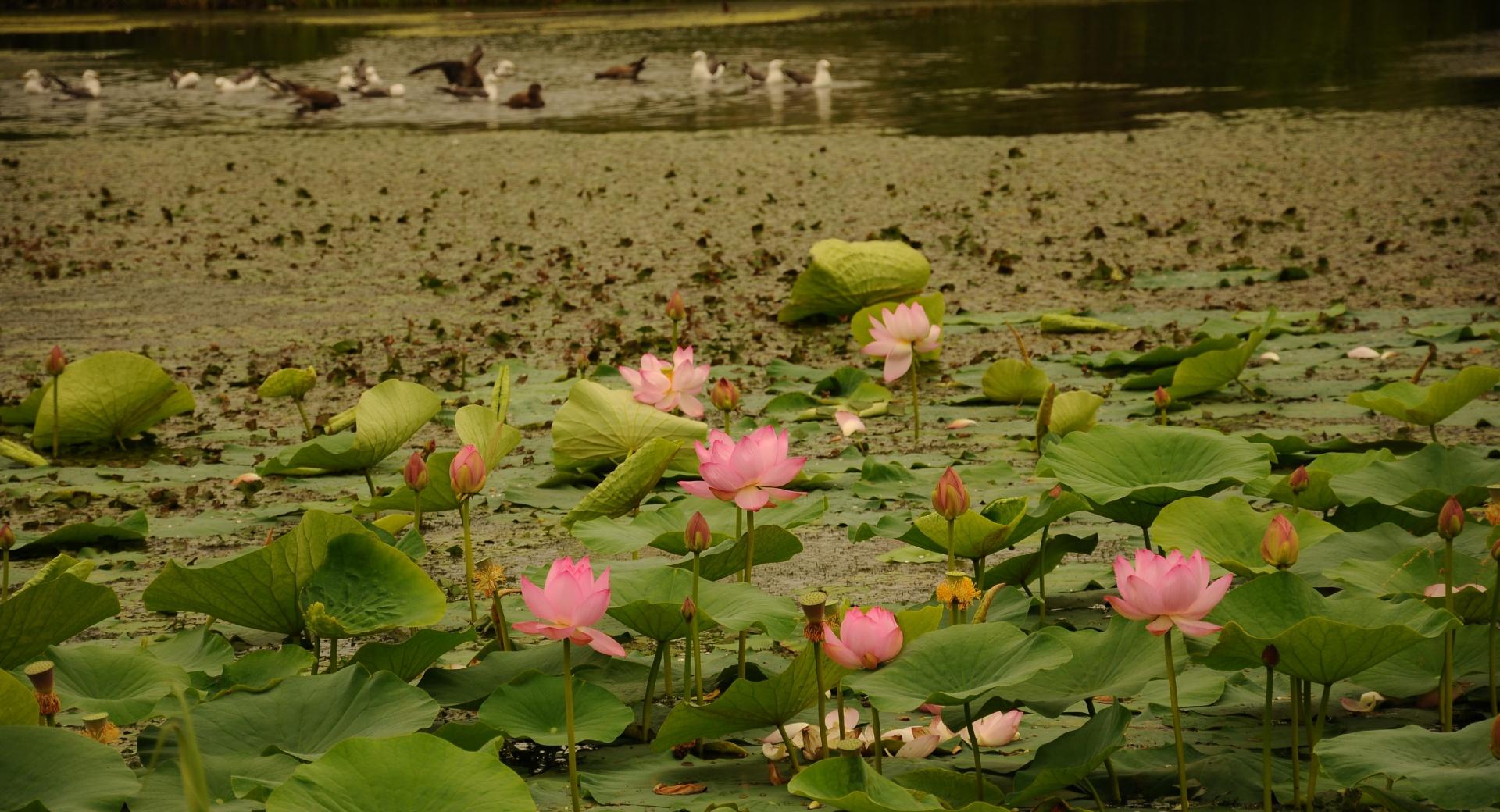 Lotus Flowers at 1024 x 1024 iPad size wallpapers HD quality