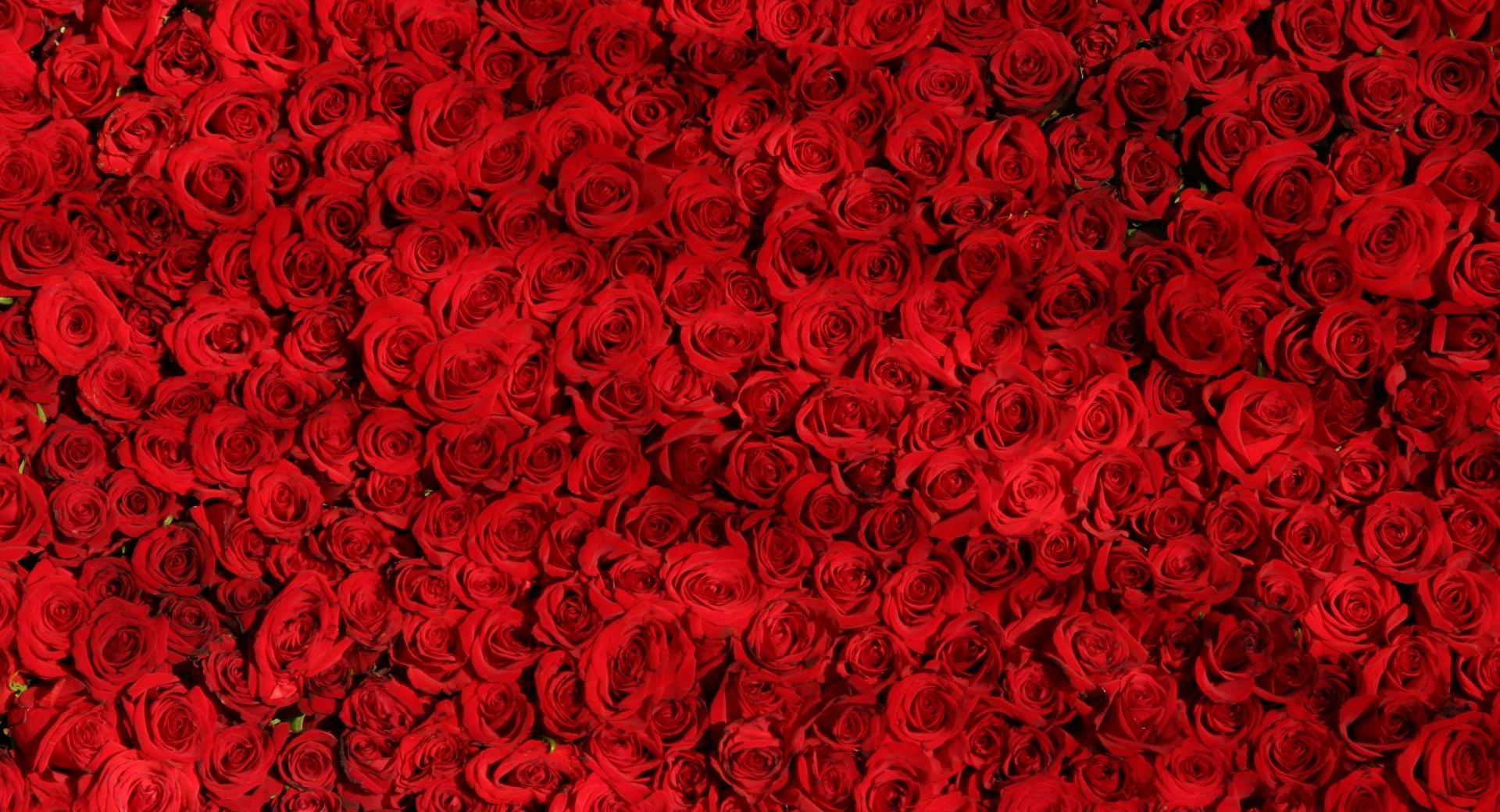 Love Red Roses Background wallpapers HD quality