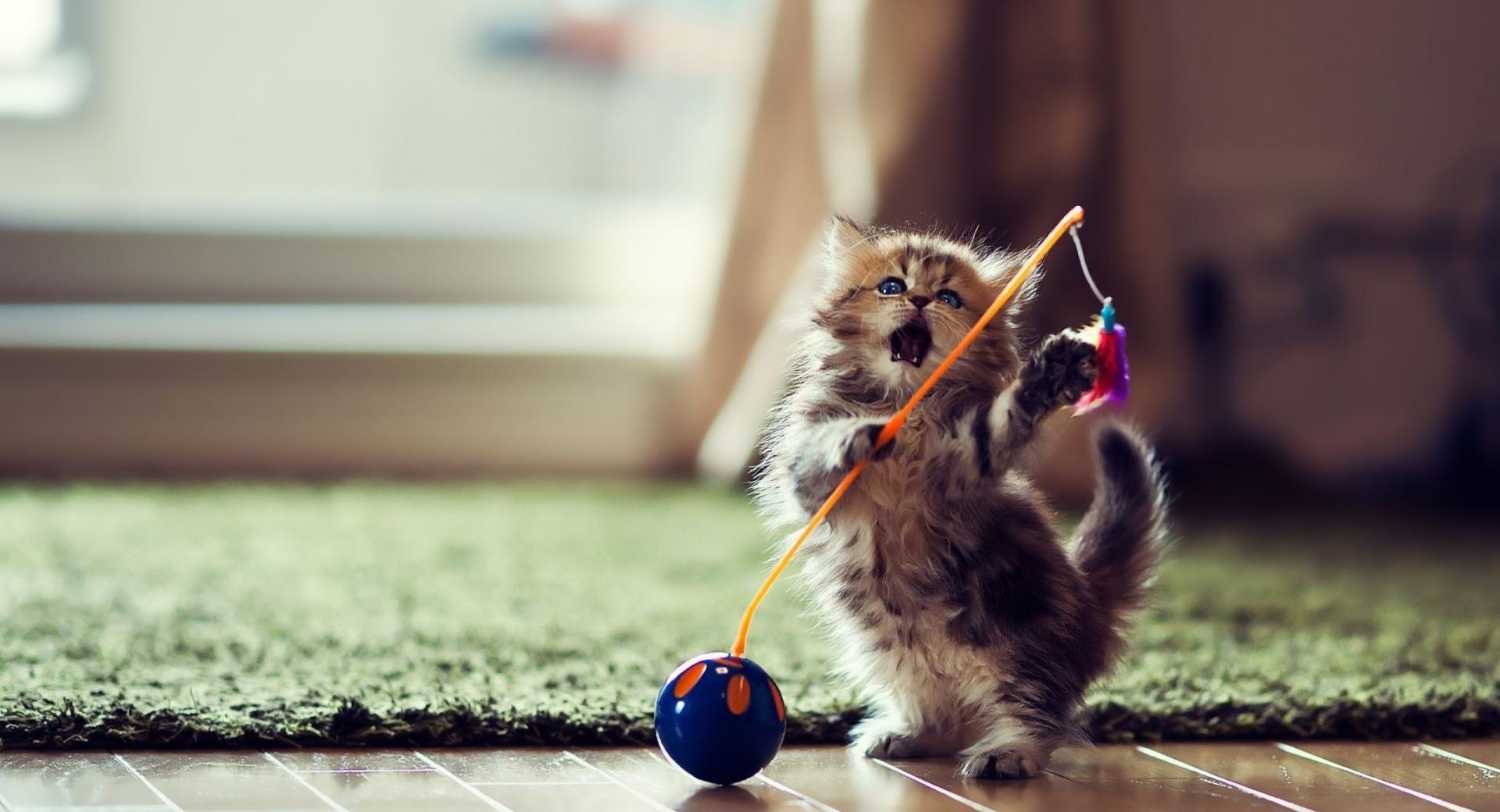 Lovely Playful Kitten at 750 x 1334 iPhone 6 size wallpapers HD quality