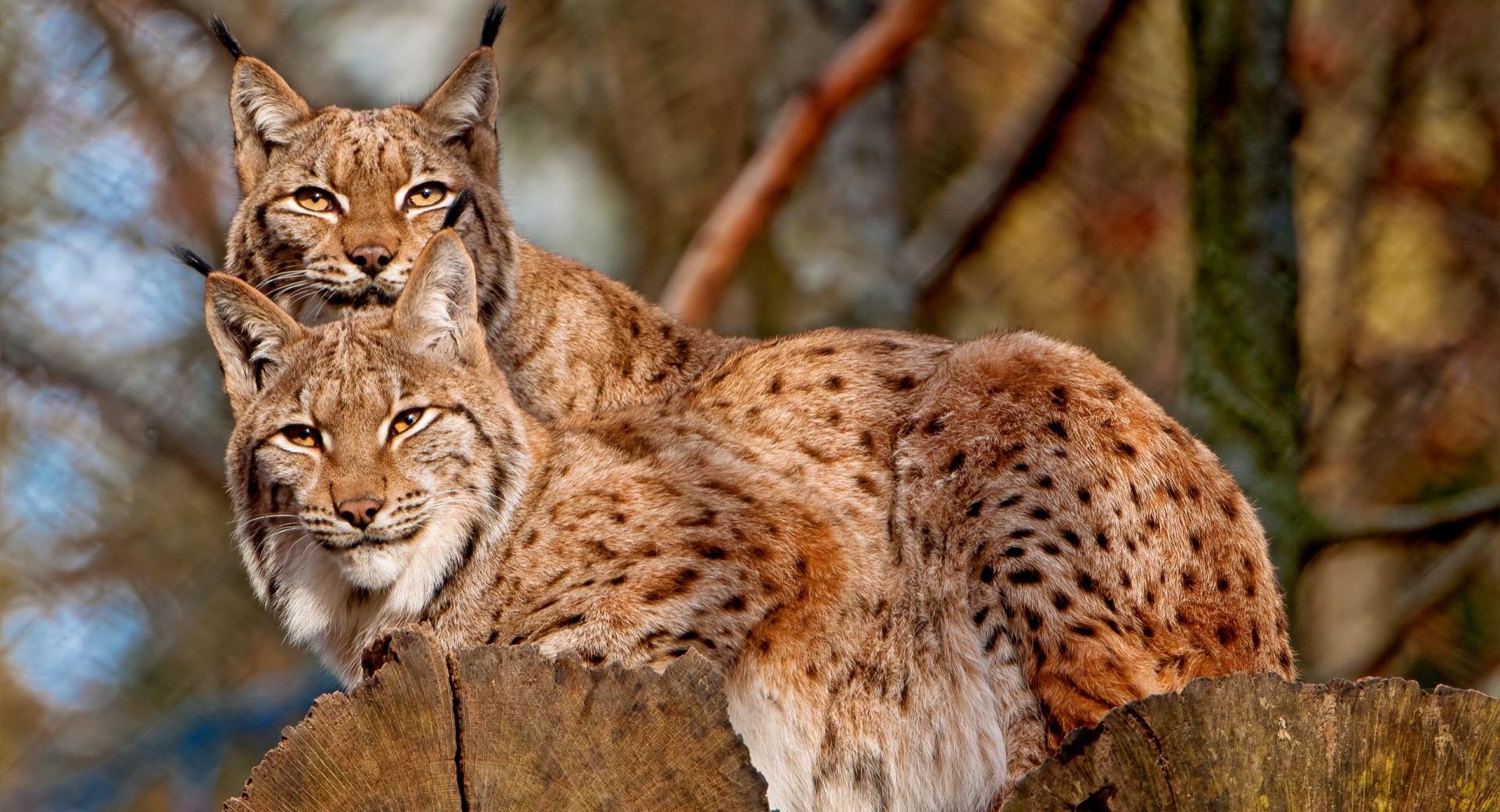 Lynx Animals at 640 x 1136 iPhone 5 size wallpapers HD quality