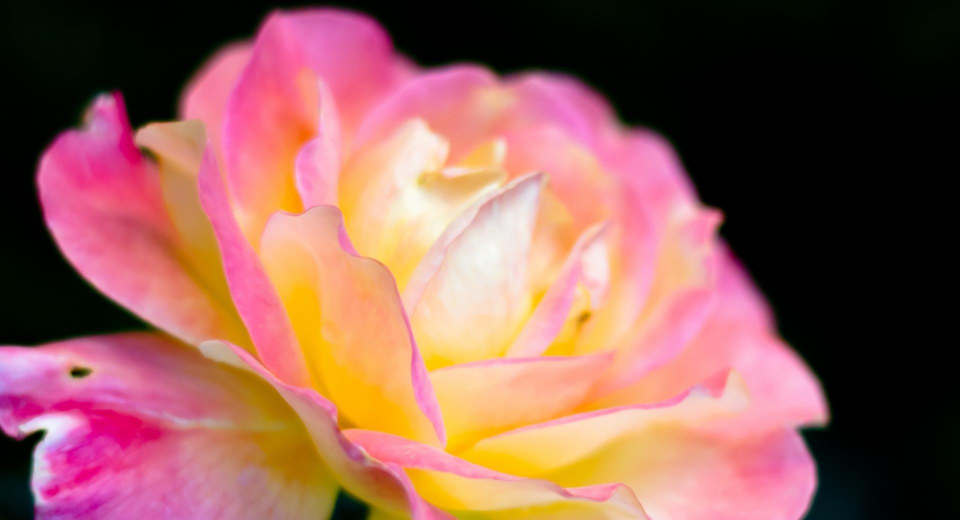 Macro Pink Rose wallpapers HD quality