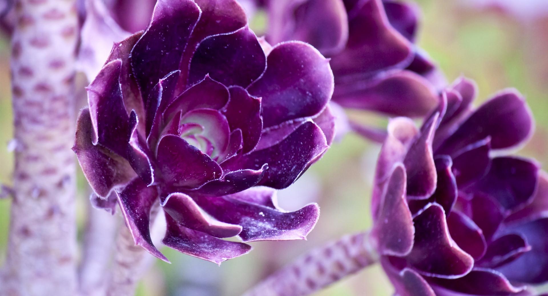Macro Purple Flowers at 2048 x 2048 iPad size wallpapers HD quality