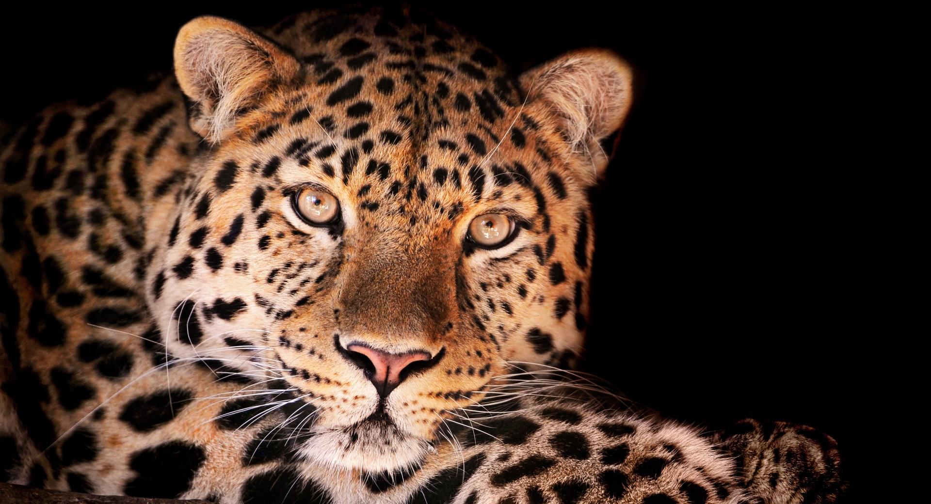 Magnificent Leopard at 1152 x 864 size wallpapers HD quality