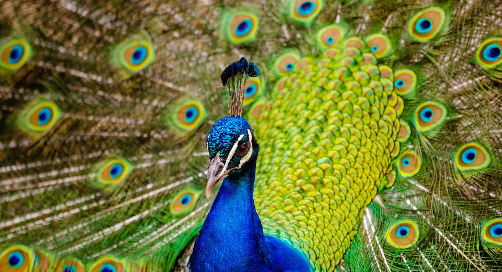 Male Peacock Feathers at 2048 x 2048 iPad size wallpapers HD quality