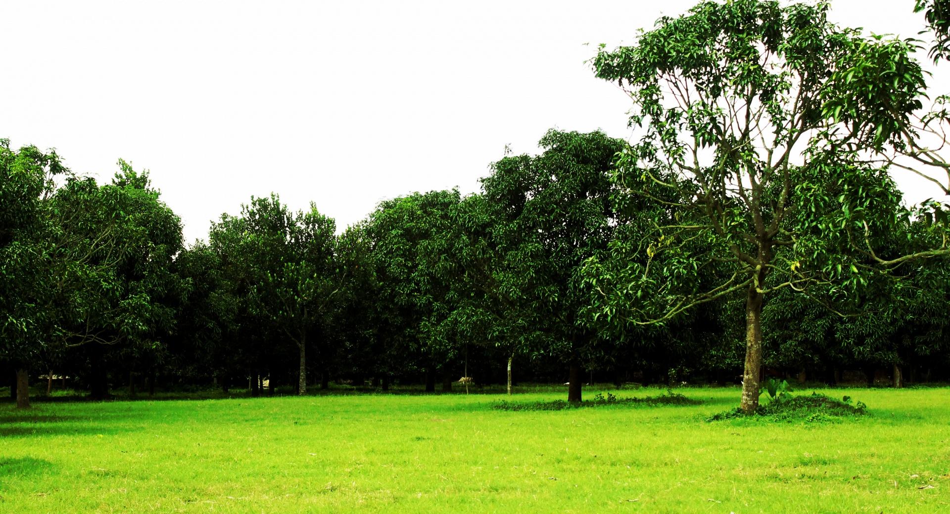 Mango Orchard at 640 x 1136 iPhone 5 size wallpapers HD quality