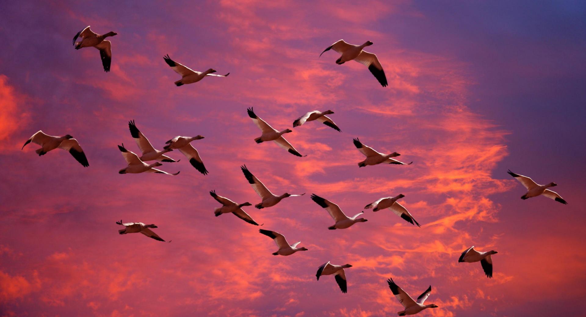 Migrating Snow Geese Skagit Flats Washington at 1024 x 1024 iPad size wallpapers HD quality