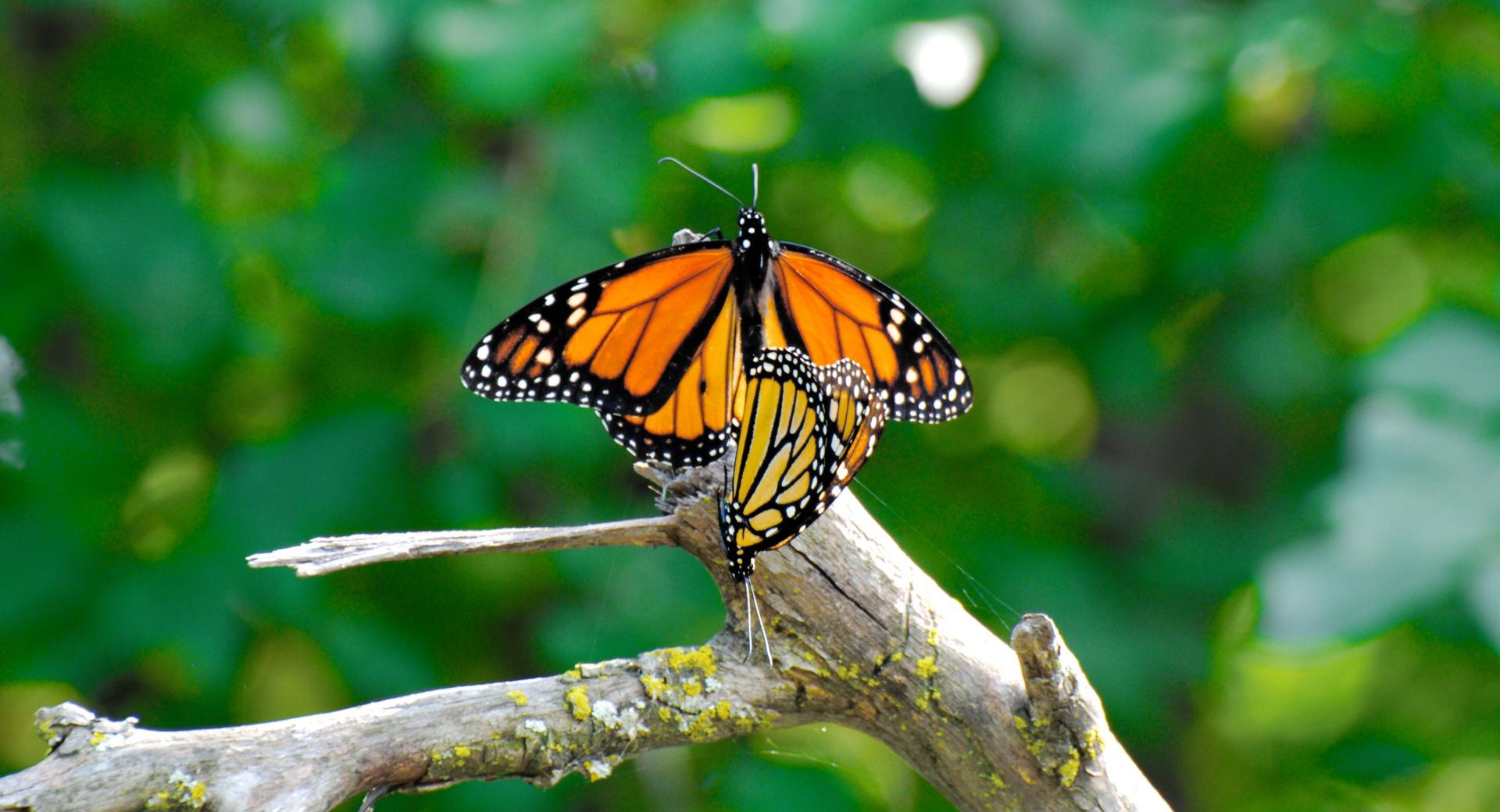 Monarch Butterflies Mating at 320 x 480 iPhone size wallpapers HD quality