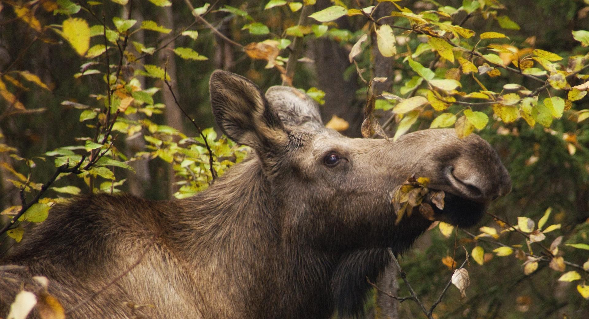 Moose In Fall at 2048 x 2048 iPad size wallpapers HD quality