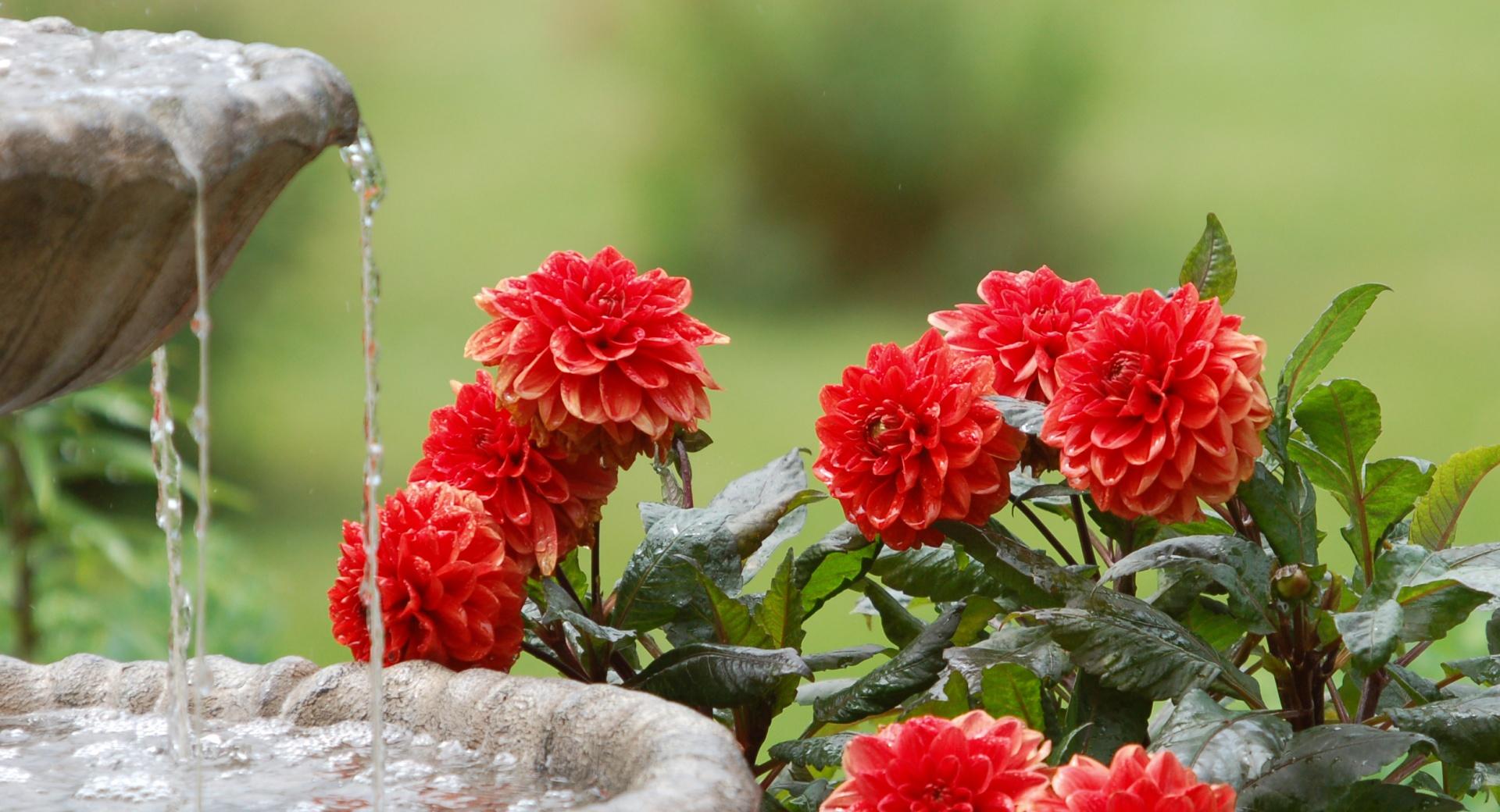 Moril-Dahlias and Water Fountain at 320 x 480 iPhone size wallpapers HD quality