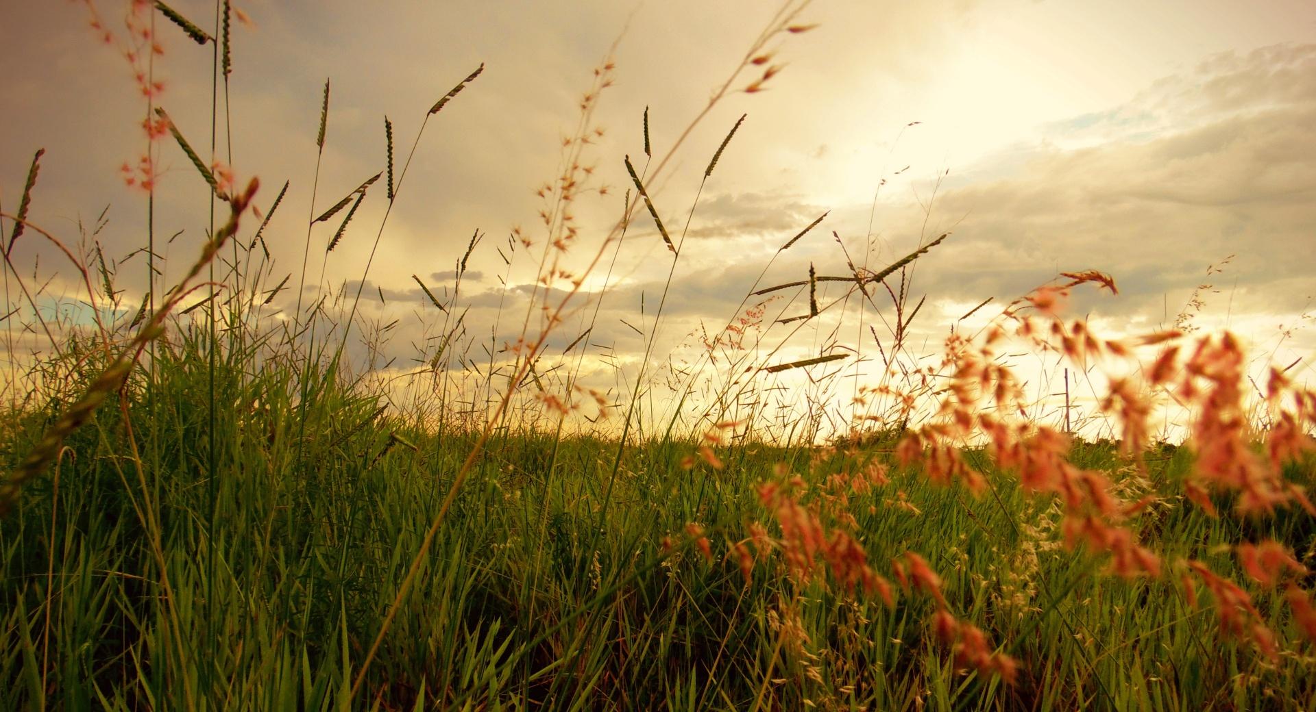 Morning Grass at 640 x 960 iPhone 4 size wallpapers HD quality