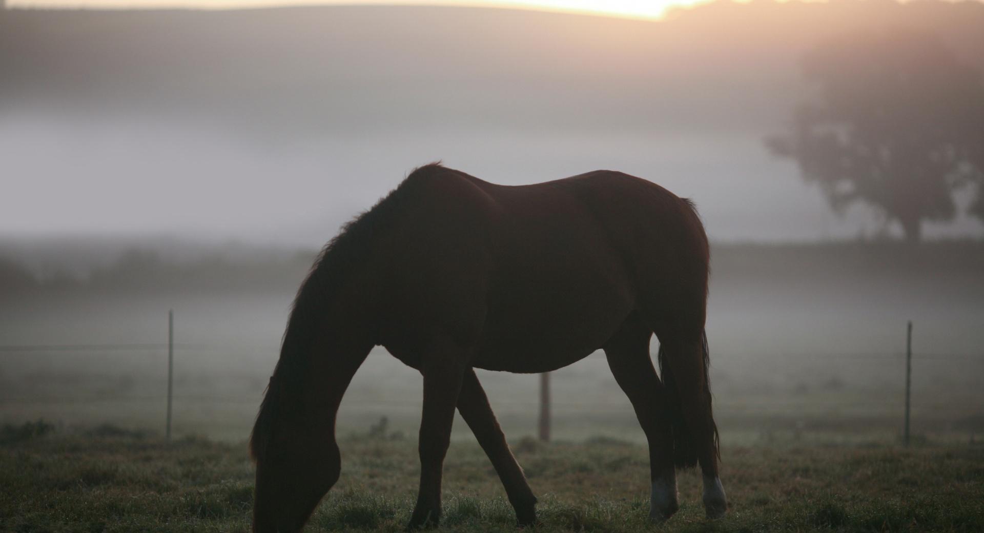 Morning Mist Horse at 1280 x 960 size wallpapers HD quality