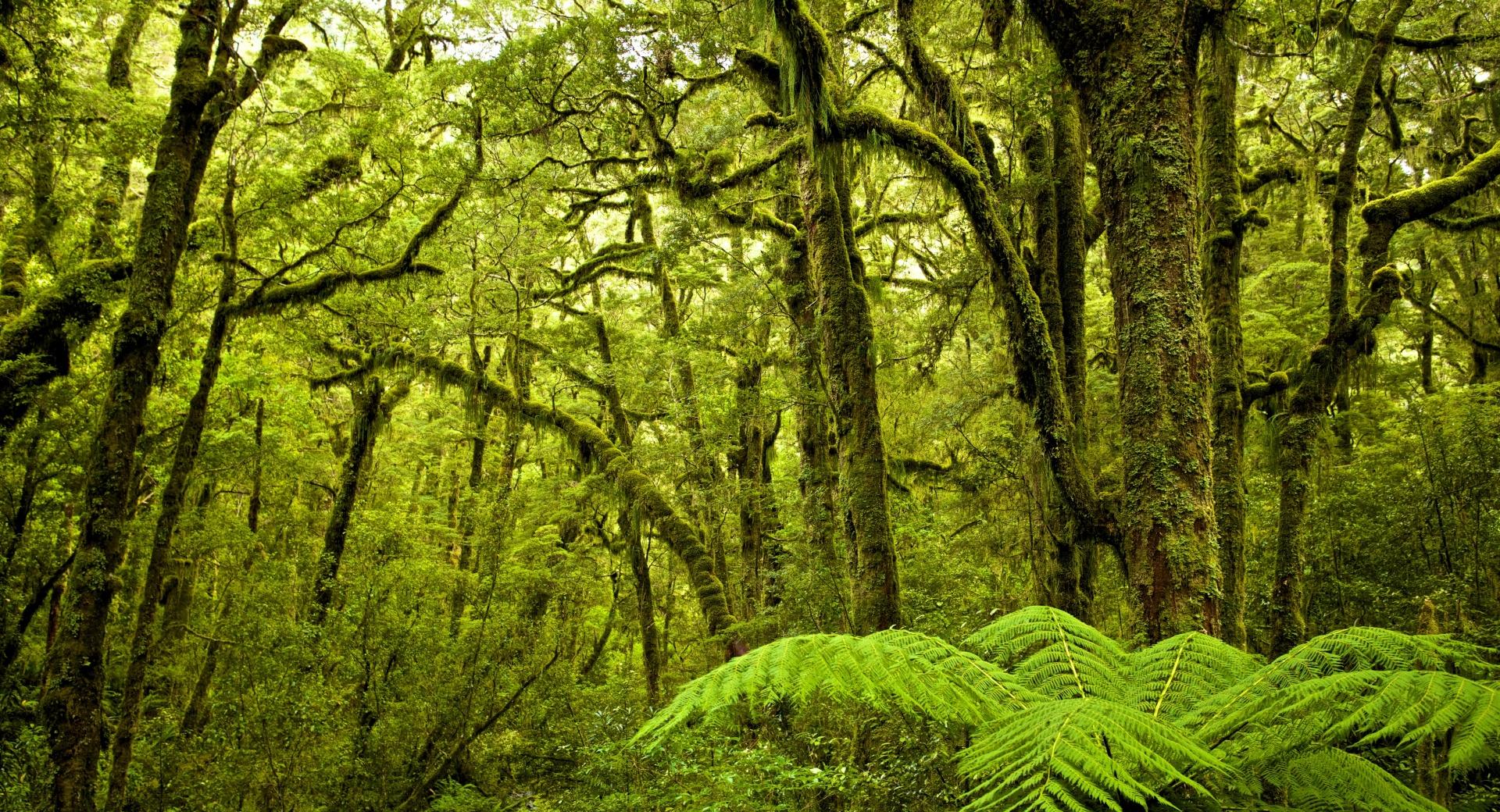 Moss Covered Trees, Forest at 640 x 960 iPhone 4 size wallpapers HD quality