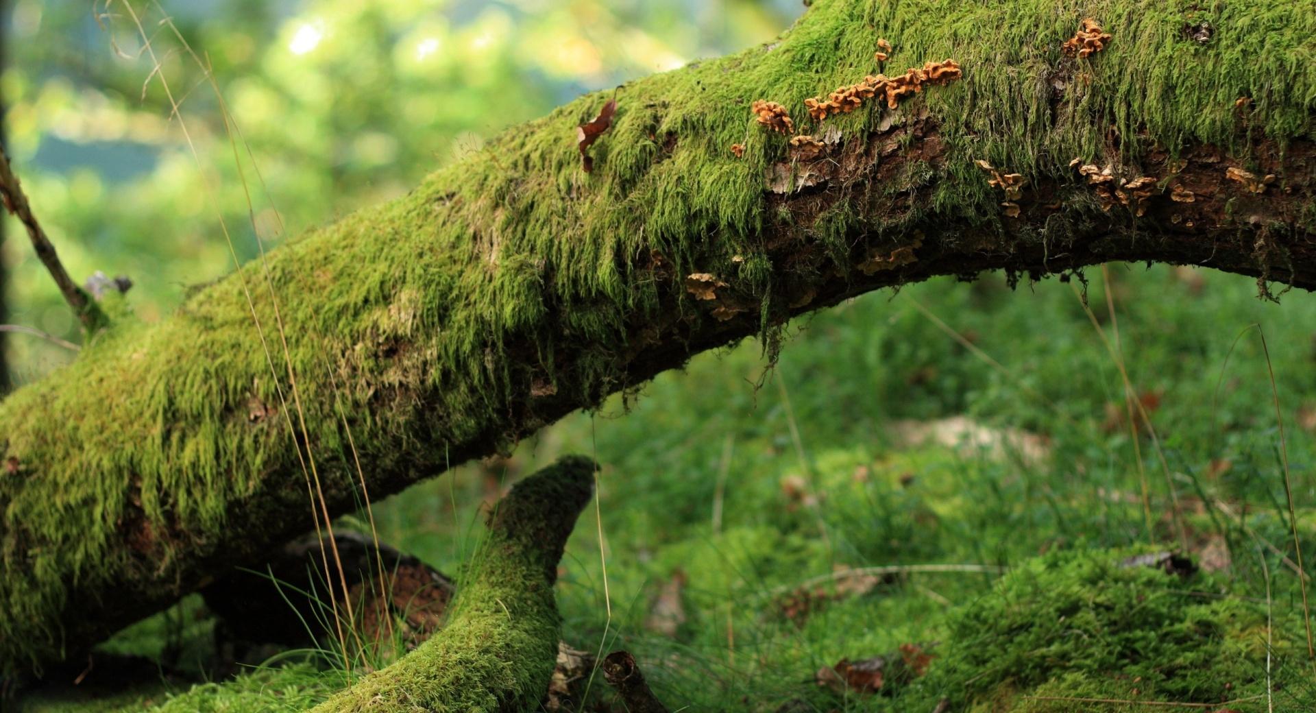 Moss Plant at 1280 x 960 size wallpapers HD quality