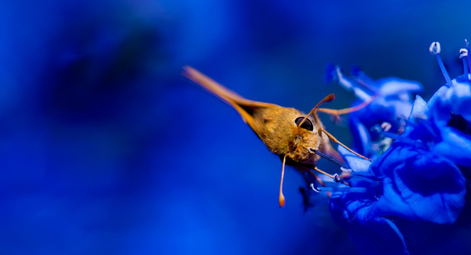 Moth, Blue Flowers wallpapers HD quality