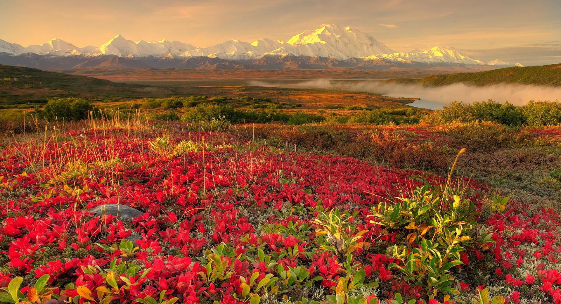 Mountain Flower Field at 1024 x 1024 iPad size wallpapers HD quality