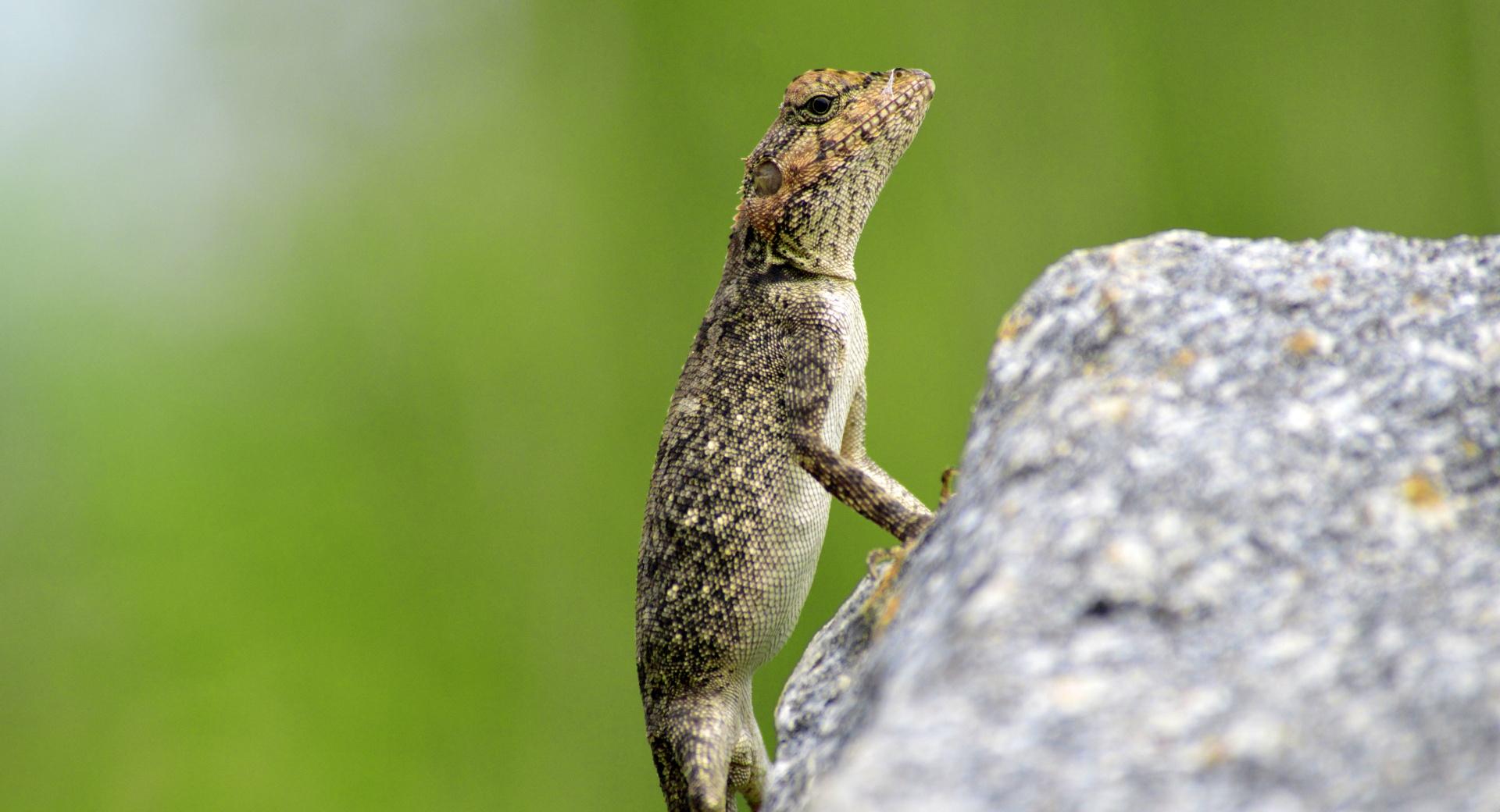 Mountain Lizard at 1024 x 768 size wallpapers HD quality
