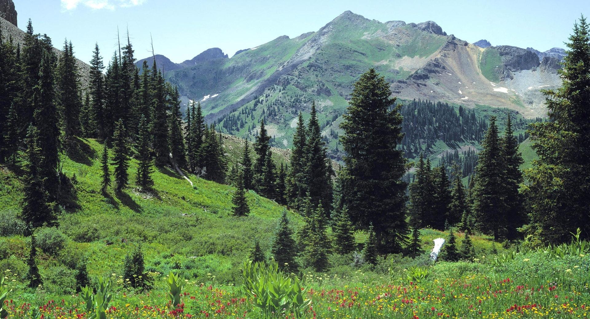 Mountain Meadow Flowers at 640 x 1136 iPhone 5 size wallpapers HD quality