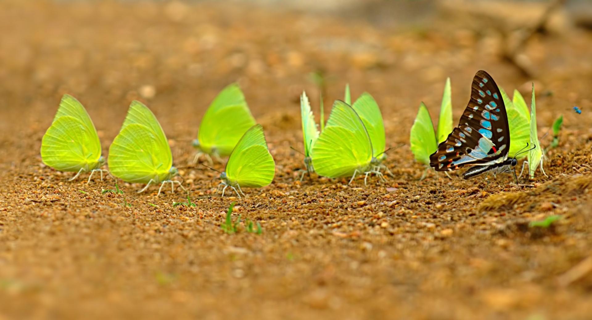 Mud-puddling at 1152 x 864 size wallpapers HD quality