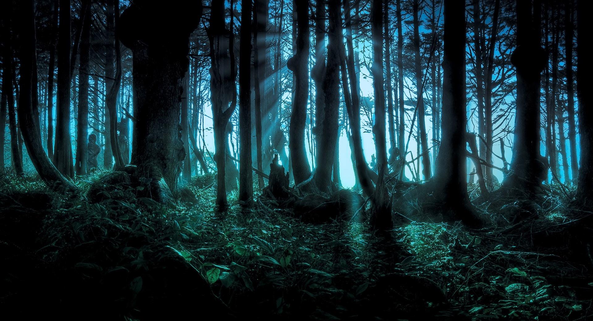 Mysterious Forest at 1600 x 1200 size wallpapers HD quality