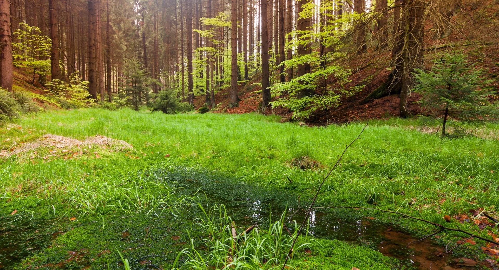 Nature Swamp In The Forest at 640 x 1136 iPhone 5 size wallpapers HD quality