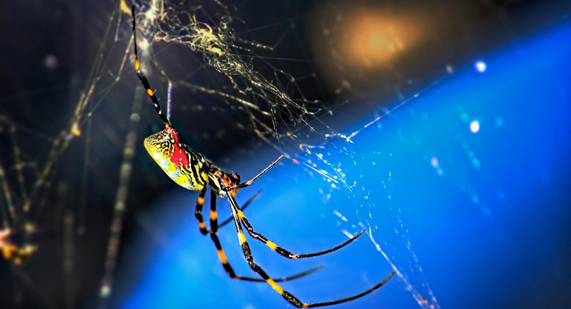 Nephila Clavata Spider at 320 x 480 iPhone size wallpapers HD quality
