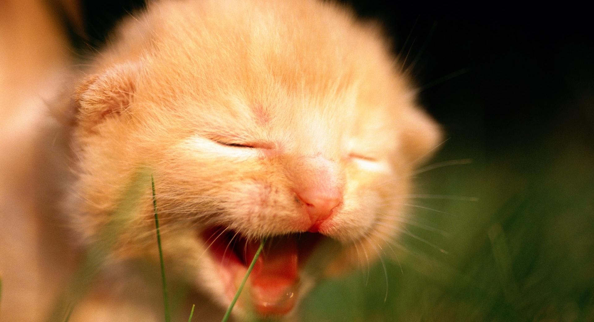 Newborn Kitten Crying at 320 x 480 iPhone size wallpapers HD quality