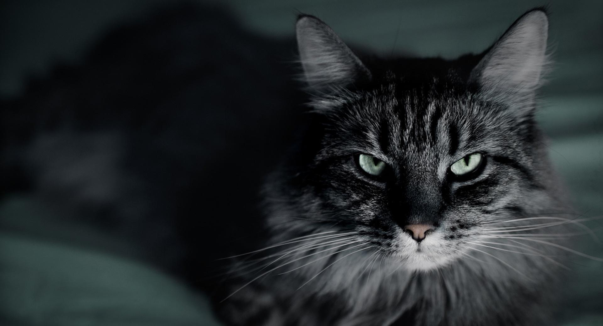 Not Happy Cat at 1152 x 864 size wallpapers HD quality