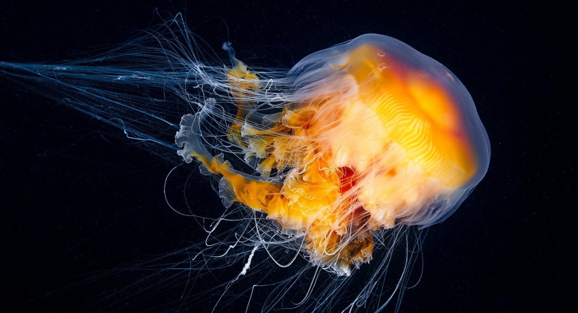 Ocean Jellyfish at 640 x 960 iPhone 4 size wallpapers HD quality